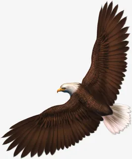 野生动物禽类飞鸟白头老鹰EAGLE免抠 野生动物禽类飞鸟白头老鹰EAGLE免抠