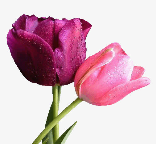 红色美丽花骨朵png素材免抠