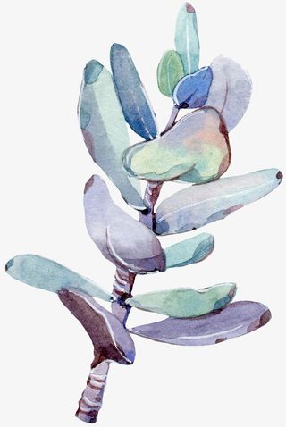 手绘绿色多肉植物免抠图免抠