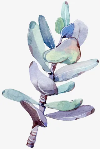 手绘绿色多肉植物免抠图免抠