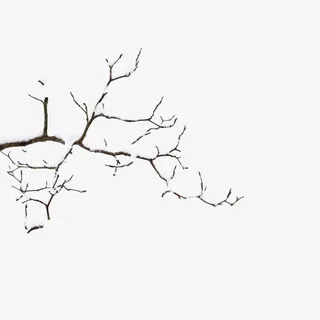 树枝免抠