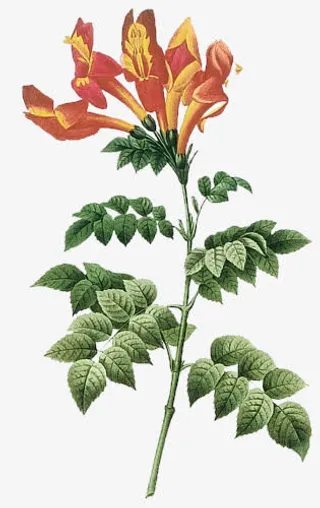 手绘花饰手绘花饰图标 卡通手绘免抠