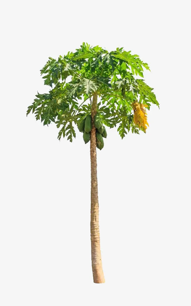 绿色木瓜树免抠