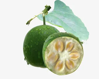 罗汉果免抠下载图免抠