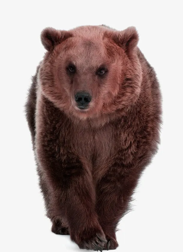 动物园黑熊免抠