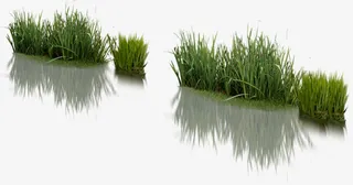 小区唯美芦苇水中倒影免抠