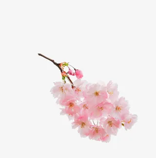 一朵粉色的桃花免抠