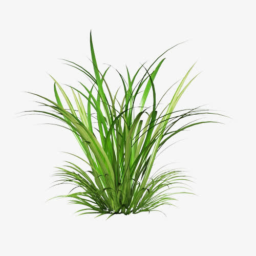 一堆绿草免抠
