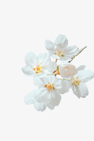 新鲜盛开的梨花免抠