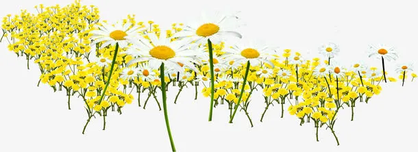 春天黄色园林花海免抠