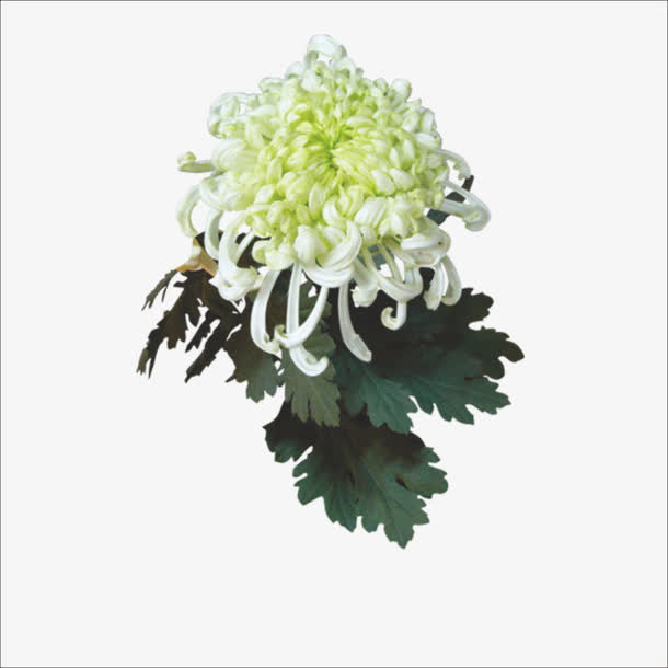 重阳鲜花免抠