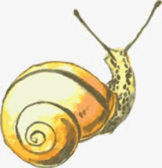 手绘黄色卡通蜗牛免抠