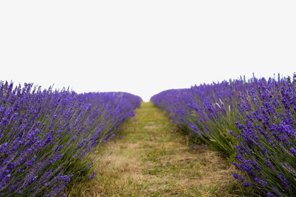 薰衣草花海小路素材背景