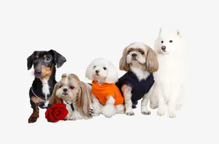 可爱狗狗组合免抠