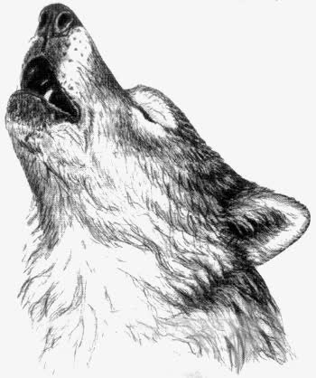 狼免抠