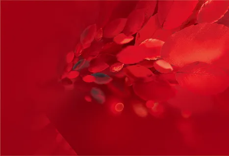 红色渐变花瓣背景高清