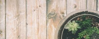 文艺简约盆栽多肉背景高清