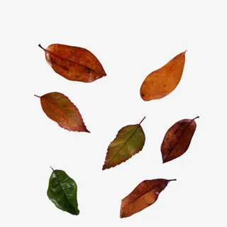 各种漂浮的叶子免抠