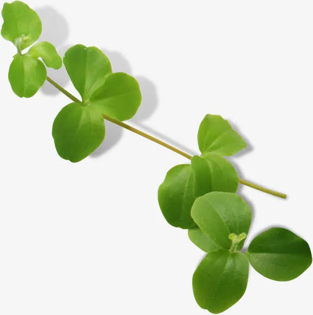 绿色春天树枝风光免抠