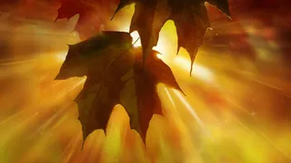 阳光透过树叶免抠