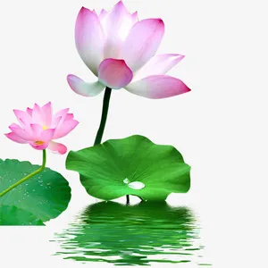 荷花免抠