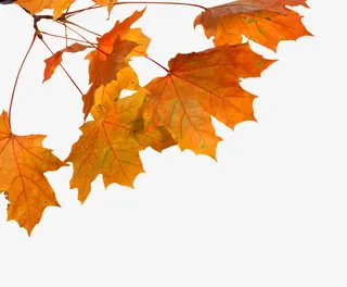 枝干和枫叶实物图免抠