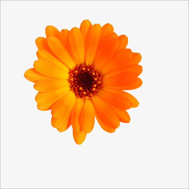 重阳鲜花免抠