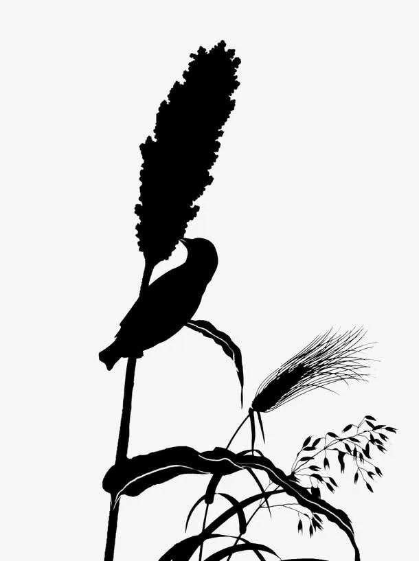 手绘麦子免抠