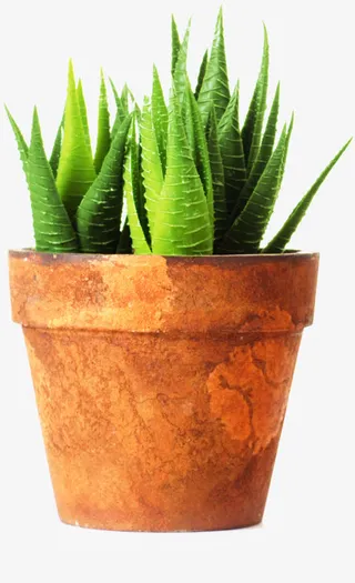 夏日摄影芦荟盆栽免抠