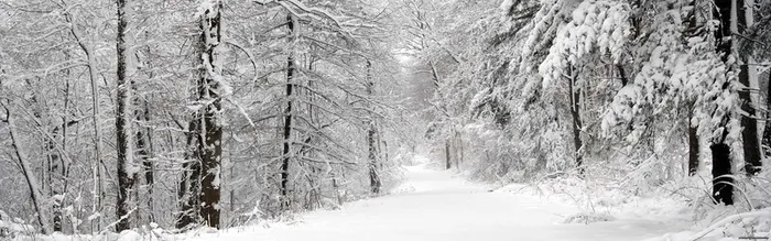 冬天雪树海报背景图高清