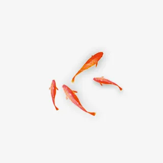 中国风金鱼1免抠