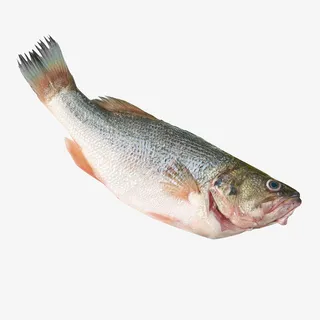 新鲜活杀鲈鱼免抠