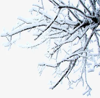 冬天的树枝免抠