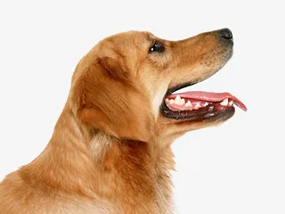 金毛可爱的宠物狗免抠