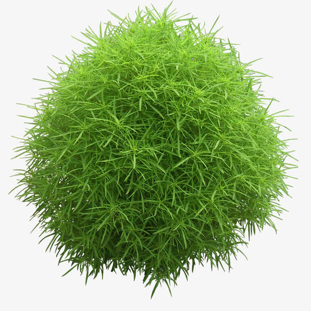 绿色植物免抠