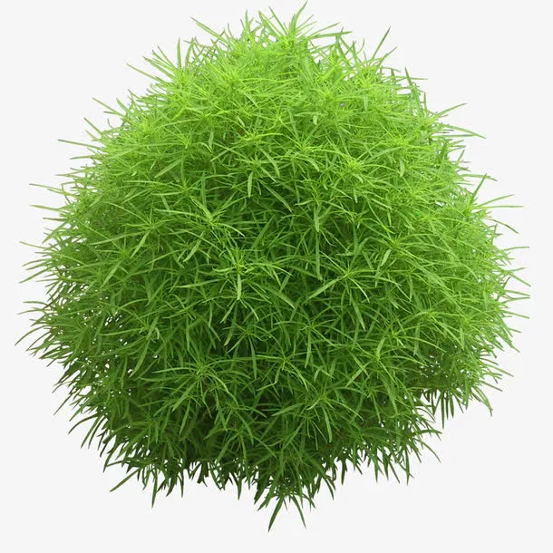 绿色植物免抠