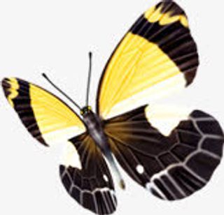 春季黄色文艺蝴蝶装饰免抠