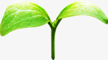 绿色萌芽招聘海报免抠