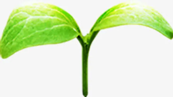 绿色萌芽招聘海报免抠