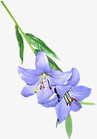 春天紫色鲜花装饰免抠