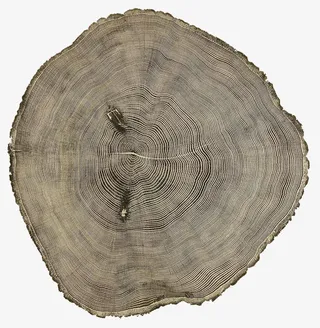 树的年轮图形免抠