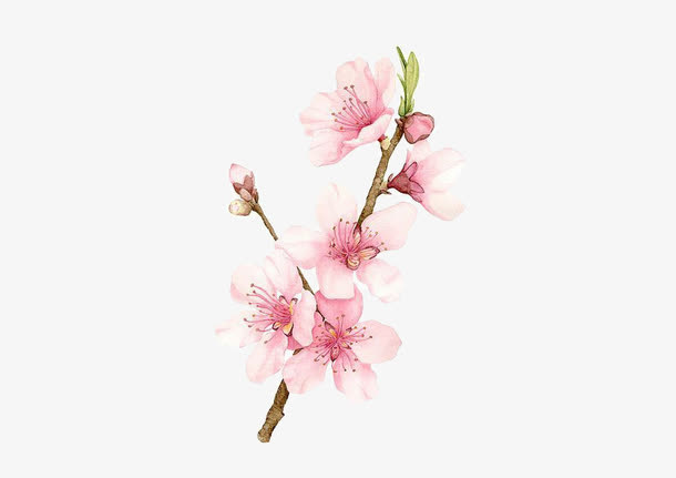 手绘桃花免抠