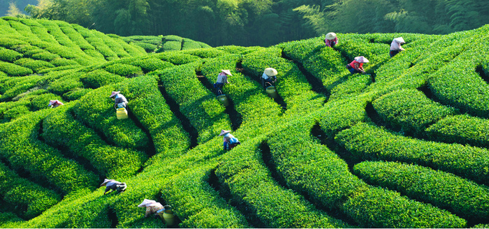 茶山背景高清