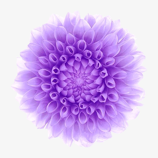 唯美紫色清新花圈免抠
