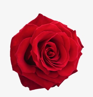 花朵浪漫玫瑰花爱情免抠