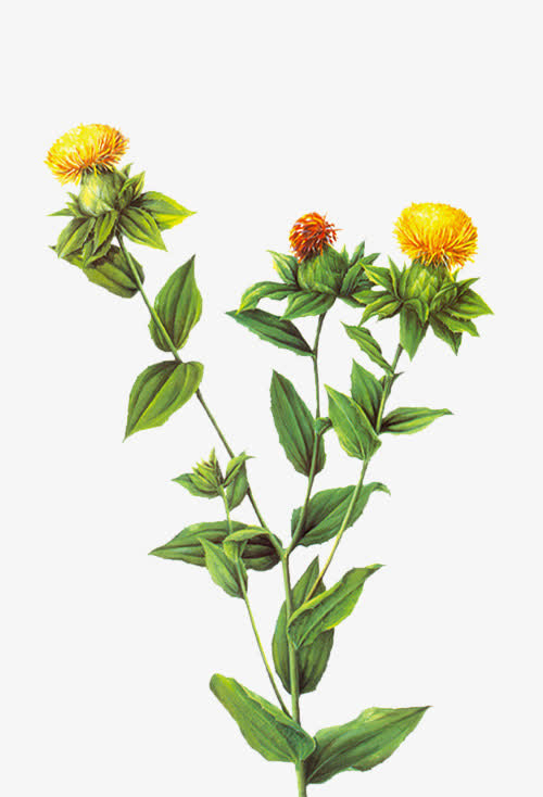 中药红花免抠