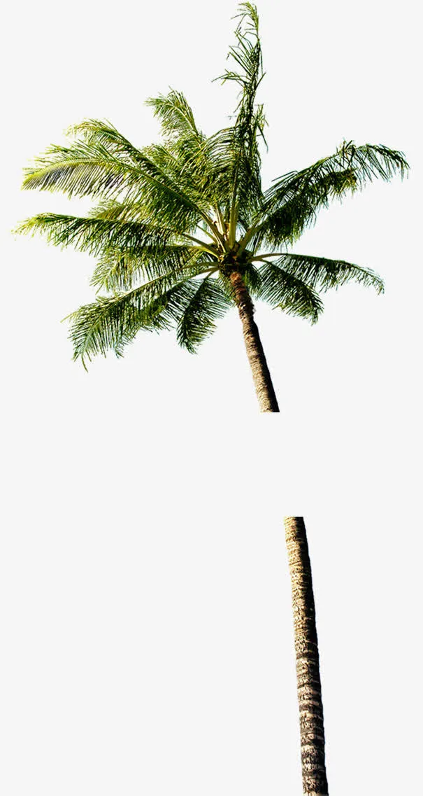 绿色高清椰树风光夏天免抠
