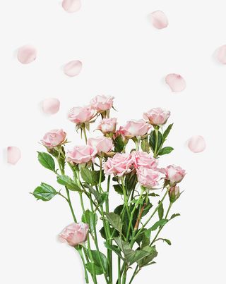 节日氛围情人节玫瑰花免抠