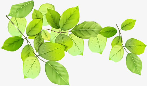 春天绿叶树叶装饰免抠