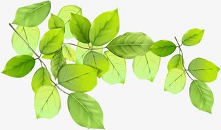 春天绿叶树叶装饰免抠